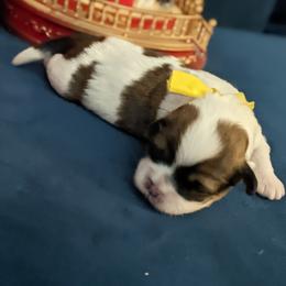 Lhasa Apso Puppies from Robin's Lhasa Apsos