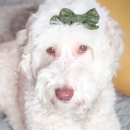 Double Doodles, Goldendoodles, Poodles, Yorkipoos, and Yorkshire Terriers from Edgewater Doodles & Designer Pups