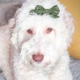 Double Doodles, Goldendoodles, Poodles, Yorkipoos, and Yorkshire Terriers from Edgewater Doodles & Designer Pups