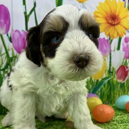 Hersey - Parti male Miniature Schnauzer puppy in Sylvania, Georgia from Southern Sky Miniature Schnauzers