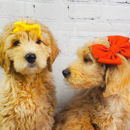 Aussiedoodles, Bernedoodles, and Goldendoodles from Super Doodle Cute PNW