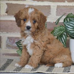 Penny - Red female Cavapoo puppy in Gap, Pennsylvania from Country View Puppies ( License 18816)