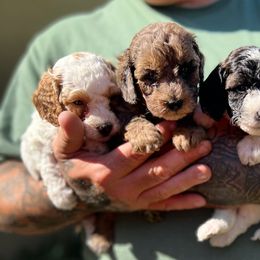 Poodle Puppies from Poodles of Tampa Bay
