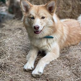Roxie - Pomsky
