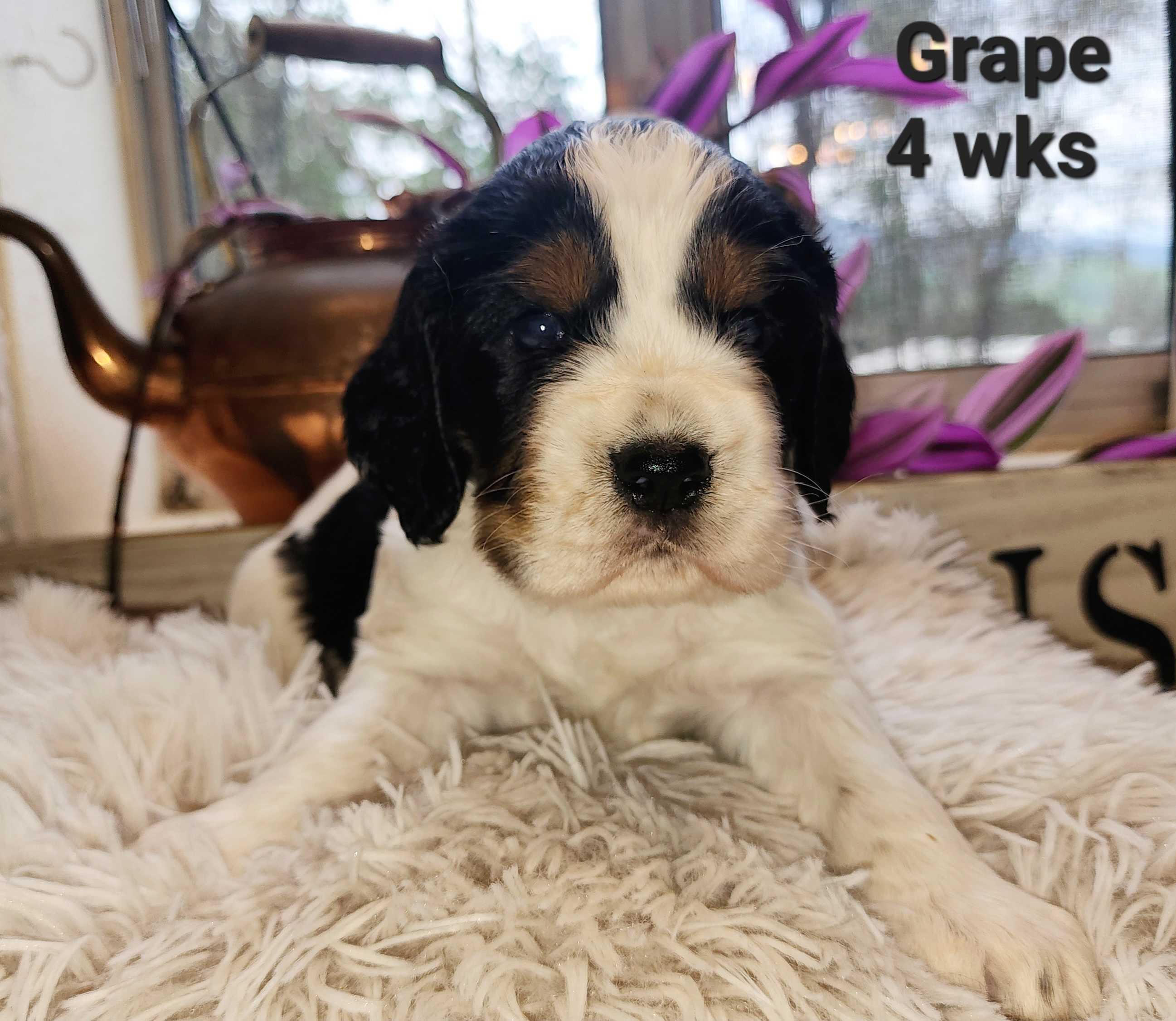 Boy 2 - Black and white English Springer Spaniel puppy in Roseburg, Oregon from Enos Ranch Springer Spaniels