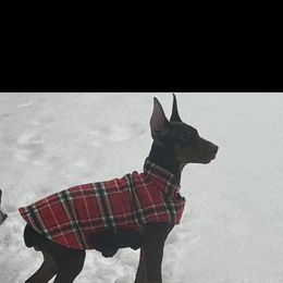 Viper - Doberman Pinscher