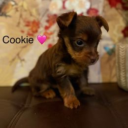 Cookie - Chocolate and tan female Yorkshire Terrier puppy in Kissimmee, Florida from The Yorkie House