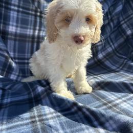 Valentine - Blenheim male Cavapoo puppy in Austin, Texas from Doodles of Central Texas