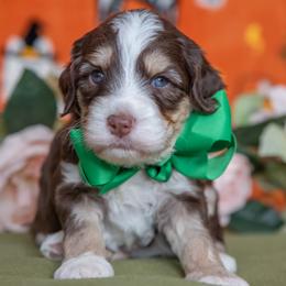 Green Boy - Tri-color male Australian Labradoodle puppy in Statesville, North Carolina from Rose Cottage Labradoodles
