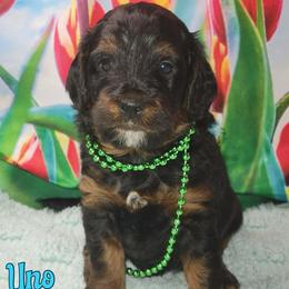 Uno - Tri-color male Australian Labradoodle puppy in Beecher, Illinois from Erica’s Doodles