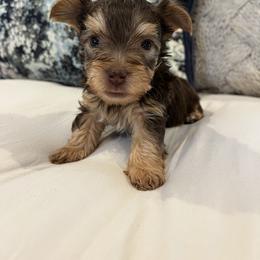 CKC Amor - Chocolate and tan male Yorkshire Terrier puppy in Calhoun, Georgia from Peach State Yorkies
