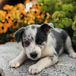 Girl 1 - Slate Merle - Heavy Coloring - Slate merle female Border Collie puppy in Minden, Iowa from Rocking N Registered Border Collies & Labradors