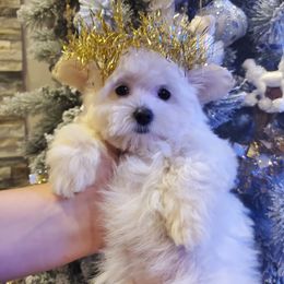Cavapoo, Maltipoo, and Poodle Puppies from My Sweet Poodles and Doodles