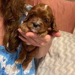 Ruby - Red female Cavapoo puppy in Phoenix, Arizona from Larisa's Cavaliers