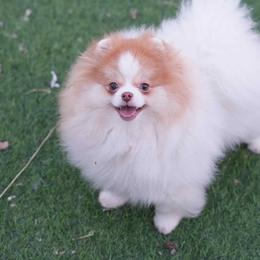 Siena - Pomeranian