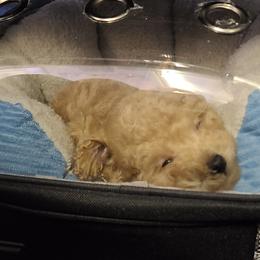 Aussiedoodle, Poodle, and Toy Australian Shepherd Puppies from Heartland Ranch
