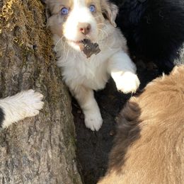 Miniature Australian Shepherd and Toy Australian Shepherd Puppies from Rye Hill Aussies