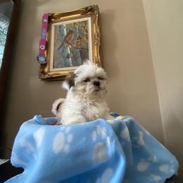 Boy 5 Little Romeo - Liver and white male Shih Tzu puppy in Troy, Michigan from "Shihtzu Best Friend"