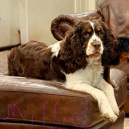 Milli - English Springer Spaniel