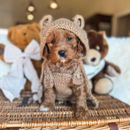 Rupert - Red  male Goldendoodle puppy in New Harmony, Indiana from Cottonwood Farms