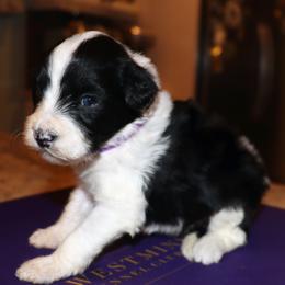 Girl 3 - female Portuguese Water Dog puppy in Hamptonville, North Carolina from Alabama Havanese Kennel