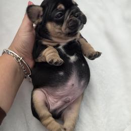Cole - Tricolors male French Bulldog puppy in Fayetteville, North Carolina from Burger's Pups