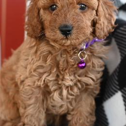 Aussiedoodles and Miniature Australian Shepherds from Rural Iowa Aussies & Doodles