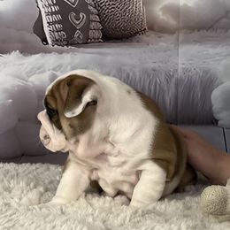 Bulldog Puppies from Sweet Rolls