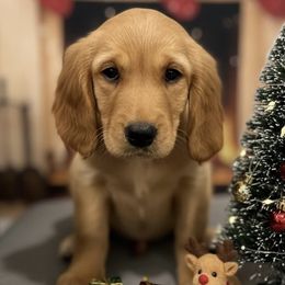 Allison - Dark golden female Golden Retriever puppy in Salt Lake City, Utah from Soaring golden retrievers