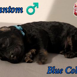 Blue Boy - Black gold and silver male Shihpoo puppy in Rockledge, Florida from Stormie's Doodles