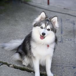 Kiwi - Pomsky