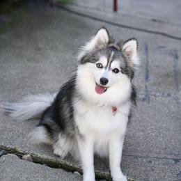 Kiwi - Pomsky