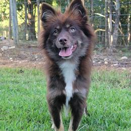 Chase Reduced - Chocolate male Pomsky puppy in Gladstone, Virginia from Rustic Charms Miniature Huskys