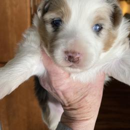 Miniature American Shepherd Puppies from Fuzzbottom Miniature American Shepherd