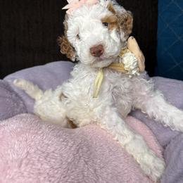 Marilyn - Parti female Goldendoodle puppy in Miami, Florida from Magdoodles
