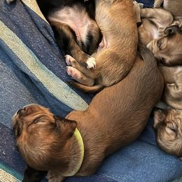 Dachshunds from Dream Weaver Kennels and Farm
