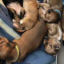 Dachshunds from Dream Weaver Kennels and Farm