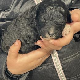 Sparkles - Black female Labradoodle puppy in Craig, Nebraska from Top Knot Companions Poodles and Labradoodles