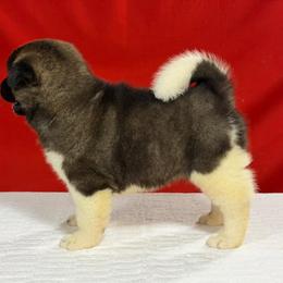 Girl 2 - Brown, black overlay female Akita puppy in Cuba, Missouri from Kamikaze Akitas