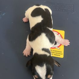 Archie - Piebald male Dachshund puppy in Conroe, Texas from R&M Dachshunds