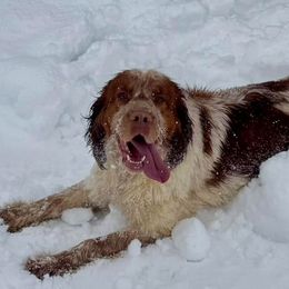 Tuscany - English Springer Spaniel