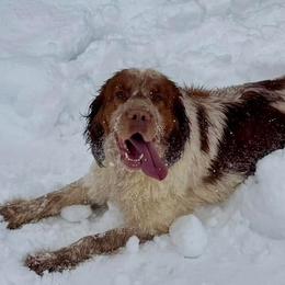 Tuscany - English Springer Spaniel