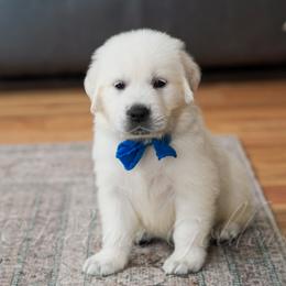 Boy 2 - male Golden Retriever puppy in Bedford, Indiana from Indiana Goldens