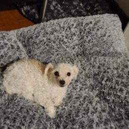 Aussiedoodles, Poodles, and Toy Australian Shepherds from Heartland Ranch