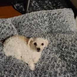 Aussiedoodles, Poodles, and Toy Australian Shepherds from Heartland Ranch