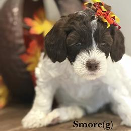 S'more - Cream female Australian Labradoodle puppy in Citrus Heights, California from Elite Blend Labradoodles