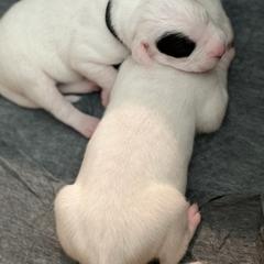 Dogo Argentino Puppies from Fates Legacy Kennels