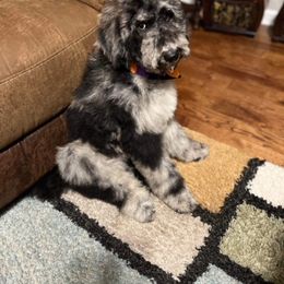 Goldendoodle and Poodle Puppies from SnickerDoodlePups