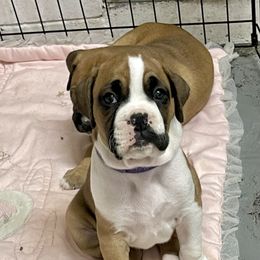 Boxer Puppies from Martinez Boxers of Central Florida