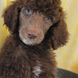 Poodle Puppies from BellCoop Ranch